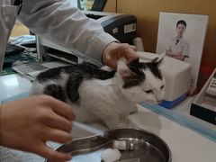 -pd派德宠物中心医院24H急重症·眼科中心·血液透析中心(嵩山北路店)