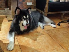 -more than meow吴止猫主题餐厅(承德 中船汇店)