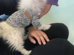 -瑞鹏宠物医院·爱宠堂·骨外专科(西荷分院)