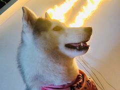 桃心-Husky Go! 哈士奇体验馆·宠物咖啡厅狗咖