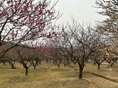 -香雪海