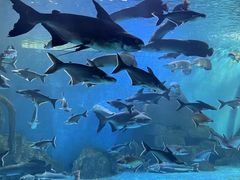 -多彩贵州城极地海洋世界