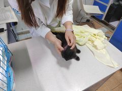 -西安京西宠物医院·瘫痪·疑难杂症