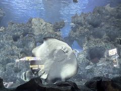-芜湖新华联大白鲸海洋公园