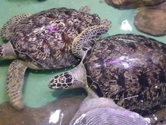-重庆欢乐海底世界