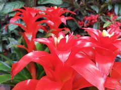 -秦美花卉(天朗·莱茵小城2期店)