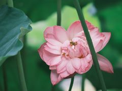 -陈家山荷花公园