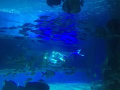 -北戴河圣蓝海洋公园