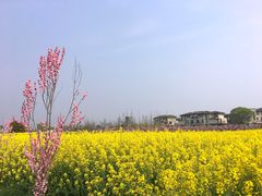 -田园东方蜜桃村的田野营地