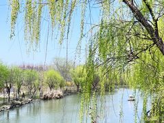 -顾村公园