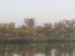 -金塔沙漠胡杨林景区