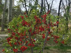 -元大都城垣遗址公园