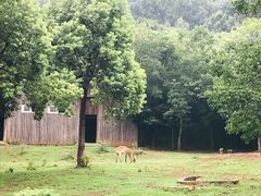 -合肥野生动物园