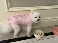 -伟伟宠物医院·CT影像中心·瑞派犬猫综合性门诊(汉口总院)