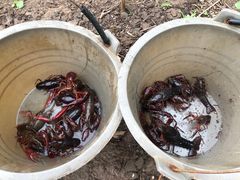 -同銮特种养殖场·龙虾垂钓