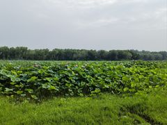 -东郊湿地公园