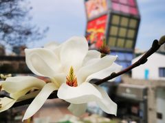 -证大大拇指广场(芳甸路店)