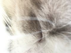 -飞行喵MR PILOT|猫舍·猫咖(静安大融城店)