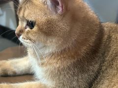 -猫爪屋猫咖(乐汇城店)