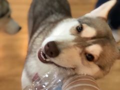-Husky Go! 哈士奇体验馆·宠物咖啡厅狗咖