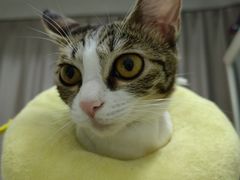 -瑞派动物医院·猫专科·至诚(江南中分院)