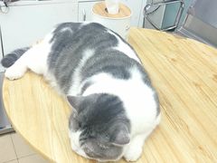 -瑞派动物医院·猫专科·至诚(江南中分院)