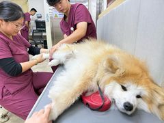 -美联众合动物医院·24h转诊中心