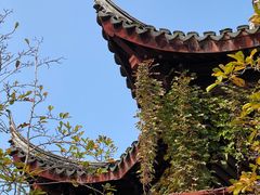 -八大山人梅湖景区