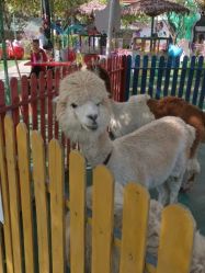 -萌宠亲子动物乐园(槐房万达店)