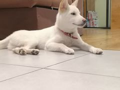 -柴务处·柴犬主题狗咖