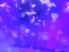 -大连圣亚海洋世界