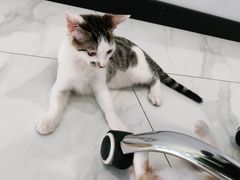 -艾吉宠物医院·疑难杂症转诊中心·猫友好(碧江路院)