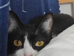 -宠颐生汉谟拉比宠物医院