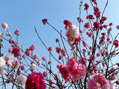-羊山湖公园