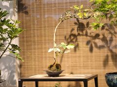 -双季花艺园艺市场(浦东店)