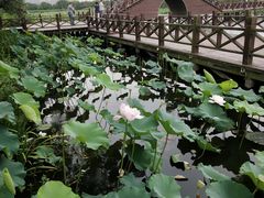 -荷塘月色湿地公园·向阳花洲
