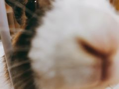 -猫猫幼稚园·撸猫·桌游·电玩