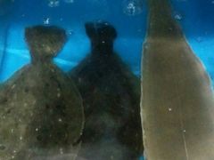 -宾朋海鲜特色美食餐厅·纯手工鲅鱼水饺(兴海路店)