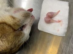 -瑞派动物医院·猫专科·至诚(江南中分院)