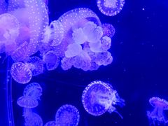 -海合安成都极地海洋公园
