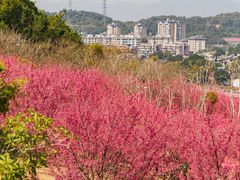 -牛岗山公园