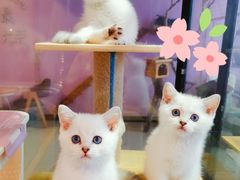 -70cat德文卷毛猫·缅因猫纯种猫舍