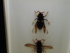 -河南自然博物馆