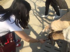 -秀丽东方