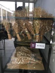 -太湖雪蚕桑文化园