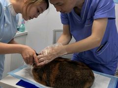 -博特宠物医院24h犬猫全科.骨科·异宠