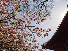 -八大处公园