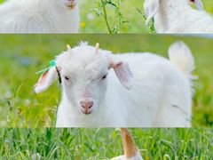 -桃园农庄·桃源宴