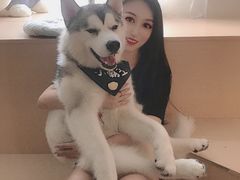 小霸王-Husky Go! 哈士奇体验馆·宠物咖啡厅狗咖