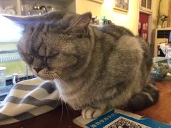 -猫色咖啡·猫咖